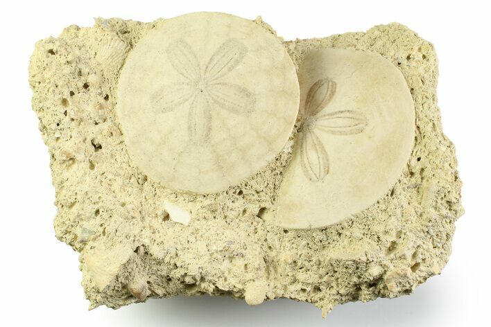Two Fossil Sand Dollars (Scutella) - France #359694